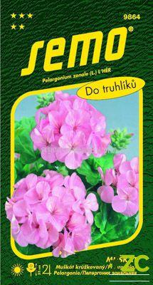 Pelargonie páskatá - růžová 11s