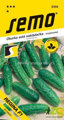 Okurka nakl. - Regina F1 hr 2g