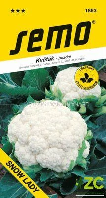 Květák letní - podzimní - Snow Lady 50s