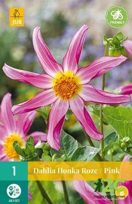 Karta - Jiřina HONKA ROZE / PINK (1 hlíza) "B"