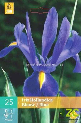 Karta - Kosatec HOLLANDICA BLUE (25 cibulí) "B"