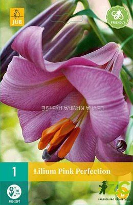 Karta - Lilie PINK PERFECTION (1 cibule) "B"