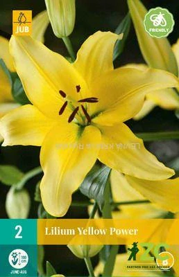 Karta - Lilie YELLOW POWER (2 cibule) "B"