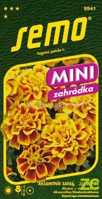 Aksamitník rozkladitý - Safari Yellow Fire 30s - série MINI