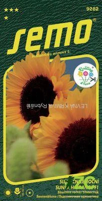 Slunečnice roční - Sunrich Orange F1 15s - série KVĚTINY K ŘEZU