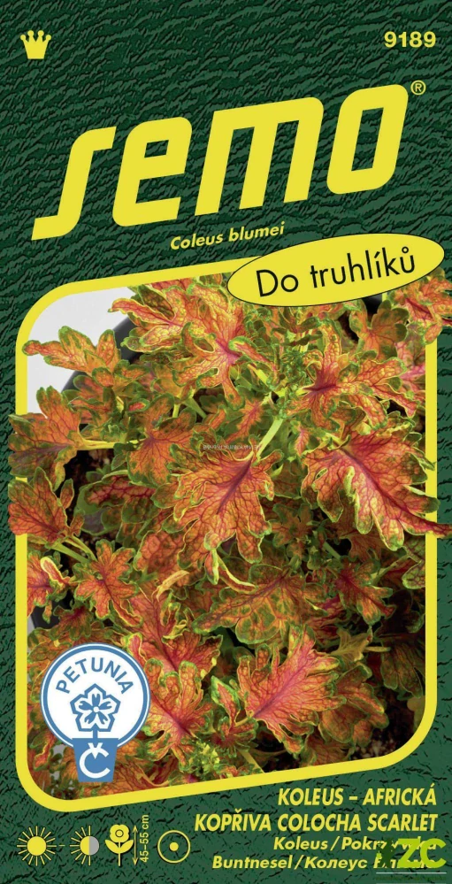 Koleus (Africká kopřiva) - Colocha Scarlet 40p