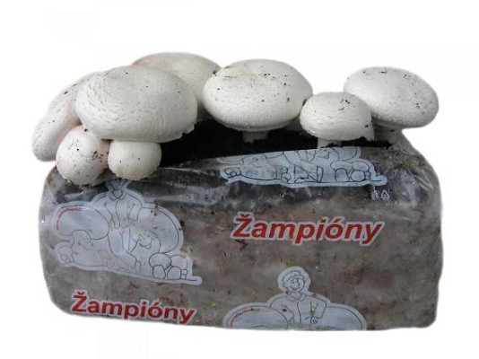 Žampiony box