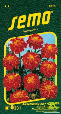 Aksamitník rozkladitý - Carmen 1g