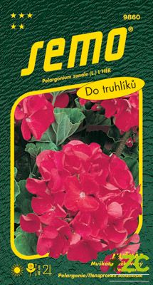 Pelargonie páskatá - červená 11s