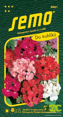 Pelargonie páskatá - směs 11s