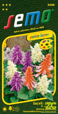 Šalvěj zářivá - směs 30s - série PALETA