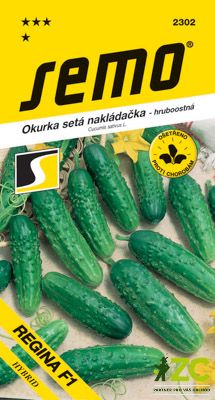 Okurka nakl. - Regina F1 hr 2g