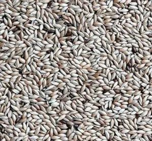 Lesknice 1kg