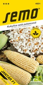 Kukuřice pukancová - Jantar F1 pozdní 6g