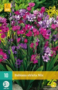 Karta - Babiana STRICTA MIX (10 cibulí) "A"