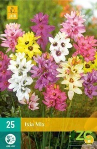 Karta - Duhovnice (Ixia) MIX (25 cibulí) "A+"