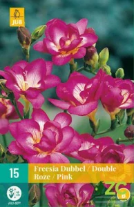 Karta - Frézie DOUBLE PINK (15 cibulí) "A+"