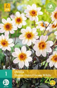 Karta - Jiřina HAPPY DAYS CREAM WHITE (1 hlíza) "C"