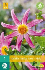 Karta - Jiřina HONKA ROZE / PINK (1 hlíza) "B"
