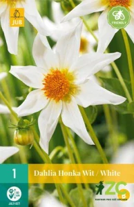 Karta - Jiřina HONKA WIT / WHITE (1 hlíza) "B"