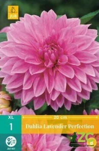 Karta - Jiřina LAVENDER PERFECTION (1 hlíza) "B"