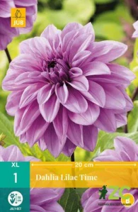 Karta - Jiřina LILAC TIME (1 hlíza) "B"