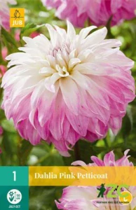 Karta - Jiřina PINK PETTICOAT (1 hlíza) "C"