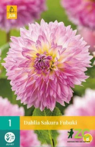 Karta - Jiřina SAKURA FUBUKI (1 hlíza) "B"