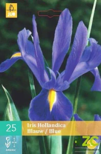 Karta - Kosatec HOLLANDICA BLUE (25 cibulí) "B"