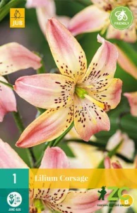 Karta - Lilie CORSAGE (1 cibule) "B"