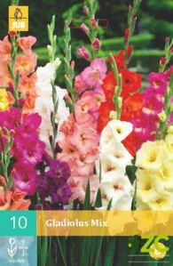 Karta - Mečík GLADIOLUS MIX (10 cibulí) "B"