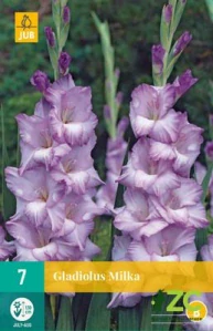 Karta - Mečík MILKA (7 cibulí) "B"