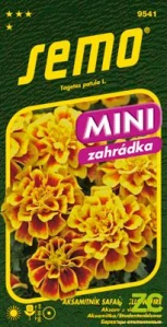 Aksamitník rozkladitý - Safari Yellow Fire 30s - série MINI