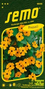 Černooká Zuzana (Tunbergie) - oranžová s okem pnoucí 1g