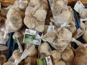 Sadbový česnek SABAGOLD 8 palic