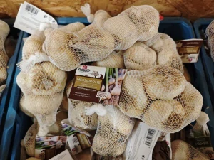 Sadbový česnek MESSIDROME 8 palic