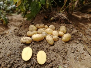 Brambory Antonia poloraná, varný typ A 5kg