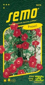 Kvamoklit - Kardinál pnoucí 1g