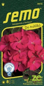 Pelargonie páskatá - Night Violet F1 11s