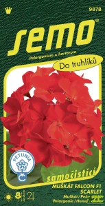 Pelargonie páskatá - Falcon F1 Scarlet 9s