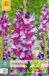 Karta - Mečík PURPLE ART (7 cibulí) "B"